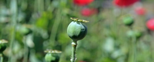 What Is Similar And Different About Opioids And Opiates?